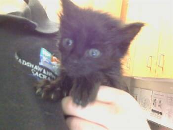 VELMA -  Maine Coon and Domestic Short Hair Cat for Adoption in Sacramento, California - VELMA | PetCurious