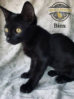 Rescue Domestic Short Hair Cats for Adoption in Riverside, California - Binx | PetCurious