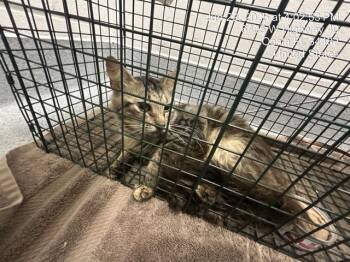 A385105 -  Domestic Medium Hair Cat for Adoption in Ocala, Florida - A385105 | PetCurious