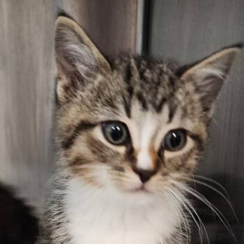 Domestic Short Hair Cats Available for Adoption - Pop | PetCurious