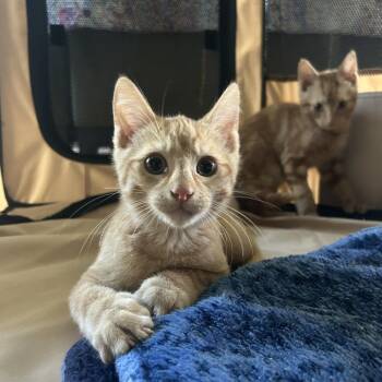 Tigger -  Domestic Short Hair Cat for Adoption in New Fairfield, Connecticut - Tigger | PetCurious