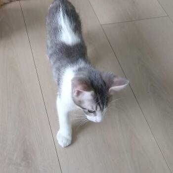 Popcorn -  Domestic Short Hair Cat for Adoption in Las Vegas, Nevada - Popcorn | PetCurious