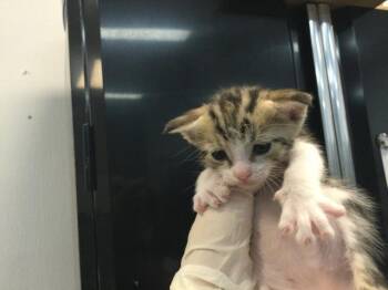 A1917031 -  Domestic Short Hair Cat for Adoption in Thousand Palms, California - A1917031 | PetCurious