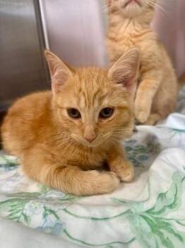 Gasket -  Domestic Medium Hair Cat for Adoption in Lunenburg, Massachusetts - Gasket | PetCurious