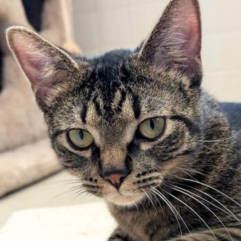Gibby -  Domestic Short Hair Cat for Adoption in Jefferson, Wisconsin - Gibby | PetCurious