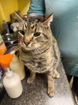 Domestic Short Hair Cats Available for Adoption in Crossville, Tennessee - Speedy ( NEUTERED ) | PetCurious