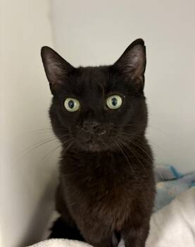 Domestic Short Hair Cats Available for Adoption in Delson, Quebec - Hercule | PetCurious