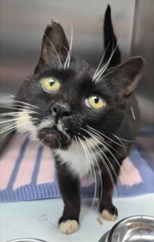 Domestic Short Hair Cats Available for Adoption in Simcoe, Ontario - Freanda | PetCurious