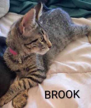 Brook -  Domestic Short Hair Cat for Adoption in Redondo Beach, California - Brook | PetCurious