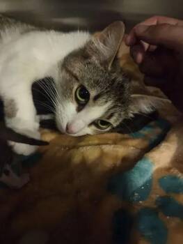 Domestic Short Hair Cats Available for Adoption in Wyoming, Michigan - Livia | PetCurious