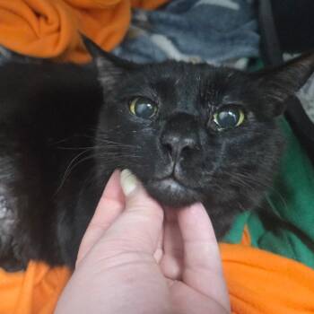 Domestic Short Hair Cats Available for Adoption - Edmund | PetCurious