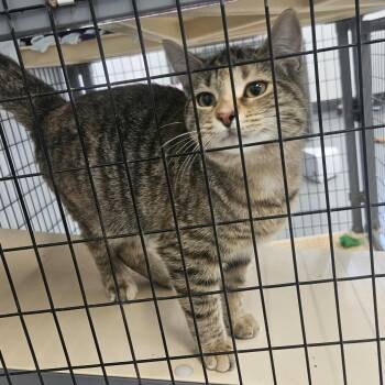 Fudgsicle -  Domestic Short Hair Cat for Adoption in Kalamazoo, Michigan - Fudgsicle | PetCurious