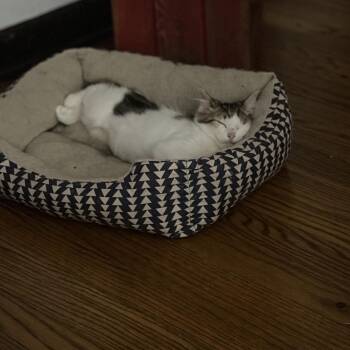 Ris -  Domestic Short Hair Cat for Adoption in Greensboro, North Carolina - Ris | PetCurious