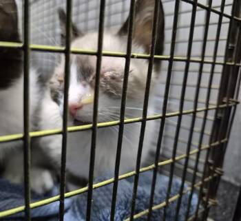 Siamese Cats Available for Adoption in San Antonio, Texas - SCOOTER | PetCurious