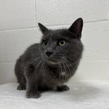 "Smoke" -  Domestic Short Hair Cat for Adoption in Lyndhurst, Virginia - "Smoke" | PetCurious