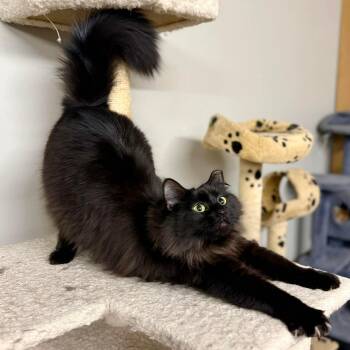 Domestic Medium Hair Cats Available for Adoption - Princess Penelope  | PetCurious