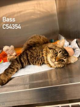 Domestic Long Hair Cats Available for Adoption in Clarksville, Tennessee - Bass | PetCurious