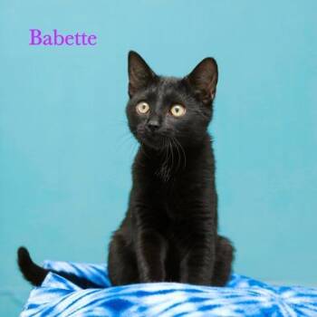Babette -  Domestic Short Hair Cat for Adoption in Parma, Ohio - Babette | PetCurious