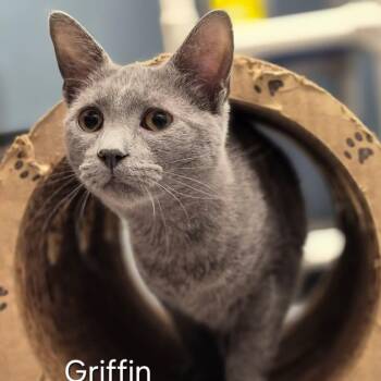 Griffin -  Domestic Short Hair Cat for Adoption in Buffalo, New York - Griffin | PetCurious