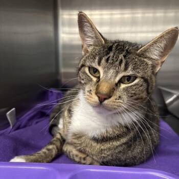 Domestic Short Hair Cats Available for Adoption in Spokane, Washington - Bebechis | PetCurious