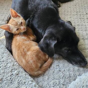 Clawdia -  Domestic Short Hair Cat for Adoption in Kansas City, Missouri - Clawdia | PetCurious