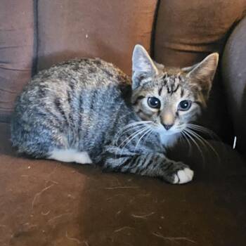 Spicy Tuna -  Domestic Short Hair Cat for Adoption in Medina, Ohio - Spicy Tuna | PetCurious