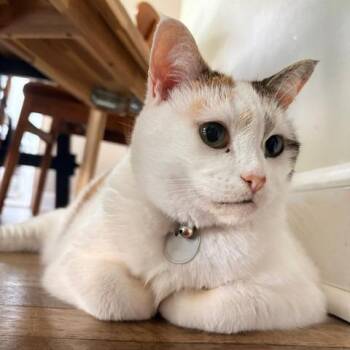 Gabbana -  Domestic Short Hair Cat for Adoption in Washington, District Of Columbia - Gabbana | PetCurious