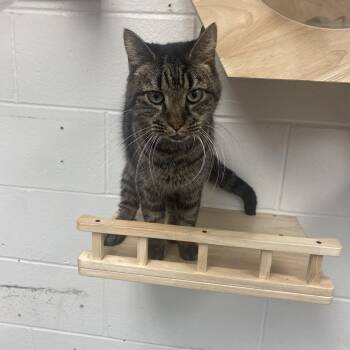 Domestic Short Hair Cats Available for Adoption - Klaus | PetCurious