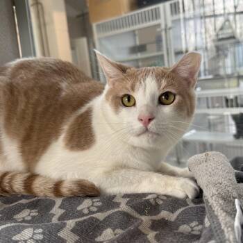 Rescue Domestic Short Hair Cats for Adoption in West Milford, New Jersey - Sunshine & Robin | PetCurious