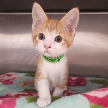 Sherbert -  Domestic Short Hair Cat for Adoption in Fort Wayne, Indiana - Sherbert | PetCurious