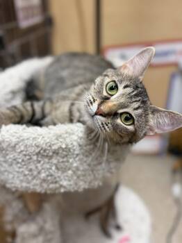 Dame Diana Riggs -  Domestic Short Hair Cat for Adoption in Wheaton, Illinois - Dame Diana Riggs | PetCurious
