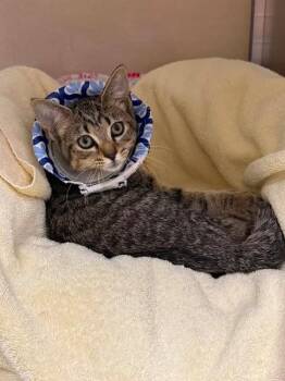 PETUNIA -  Domestic Short Hair Cat for Adoption in Fort Myers, Florida - PETUNIA | PetCurious