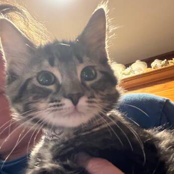 Gambit -  Domestic Medium Hair Cat for Adoption in Granby, Missouri - Gambit | PetCurious