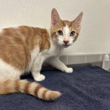 Attorney At Claw -  Domestic Short Hair Cat for Adoption in Austin, Texas - Attorney At Claw | PetCurious