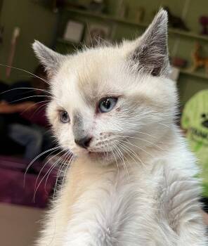 Rhaegal -  Domestic Short Hair Cat for Adoption in Burnsville, North Carolina - Rhaegal | PetCurious