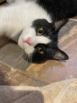 Rescue Domestic Short Hair Cats for Adoption in Sioux Falls, South Dakota - Sunnie | PetCurious