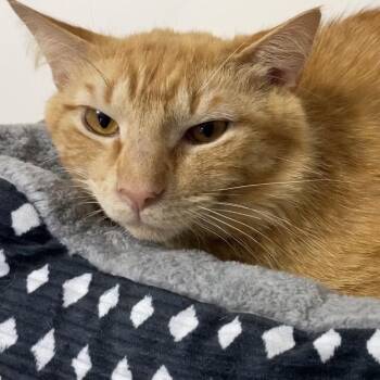 Domestic Medium Hair Cats Available for Adoption in Nashville, Tennessee - Randy | PetCurious