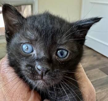 Pika -  Domestic Short Hair Cat for Adoption in Houston, Texas - Pika | PetCurious