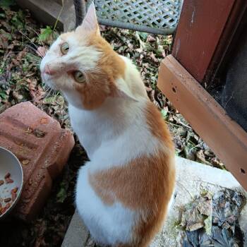 Brawny -  Tabby and Domestic Short Hair Cat for Adoption in Montour Falls, New York - Brawny | PetCurious