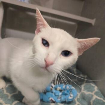 Rio -  Domestic Short Hair Cat for Adoption in Fairport, New York - Rio | PetCurious