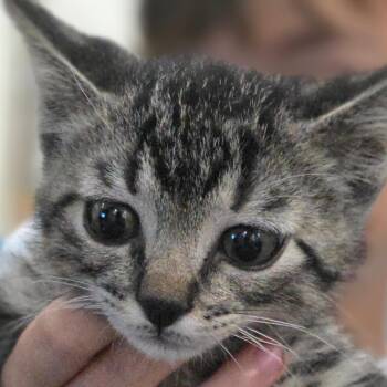 Ruckus -  Domestic Short Hair Cat for Adoption in Council Bluffs, Iowa - Ruckus | PetCurious