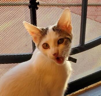 Rescue Turkish Van and Domestic Short Hair Cats for Adoption in Las Cruces, New Mexico - Amethyst | PetCurious