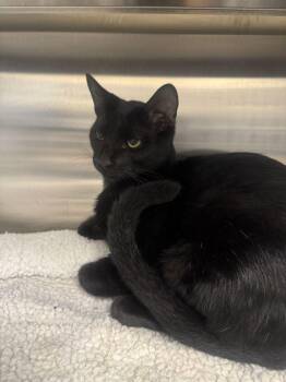 Pickles -  Domestic Short Hair Cat for Adoption in Hilton Head Island, South Carolina - Pickles | PetCurious