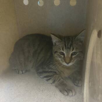 Rock -  Domestic Short Hair Cat for Adoption in Cheyenne, Wyoming - Rock | PetCurious