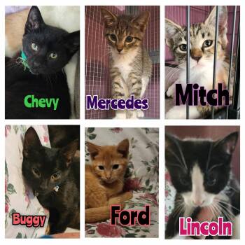 Rescue Domestic Short Hair Cats for Adoption in Manchester, Connecticut - Buggy Chevy Ford Lincoln Mercedes Mitch | PetCurious