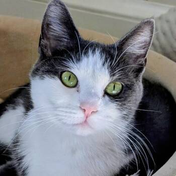 Rescue Domestic Short Hair Cats for Adoption in Alexandria, Virginia - Storybook | PetCurious