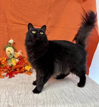 Rescue Domestic Long Hair Cats for Adoption in Upper Sandusky, Ohio - Pete | PetCurious