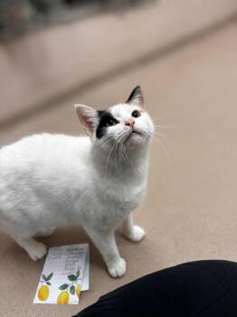 Skittles -  Domestic Short Hair Cat for Adoption in Lima, Ohio - Skittles | PetCurious