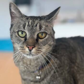 Lilly and Sofie -  American Shorthair Cat for Adoption in Bethel, Connecticut - Lilly And Sofie | PetCurious