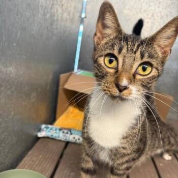 Priscella -  Domestic Short Hair Cat for Adoption in Port Aransas, Texas - Priscella | PetCurious